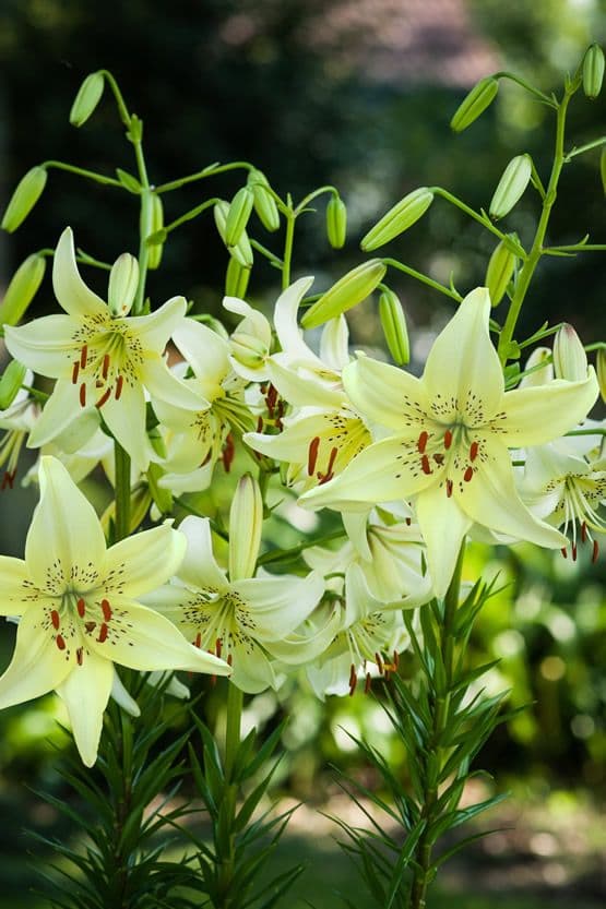 Lilium Sweet Surrender