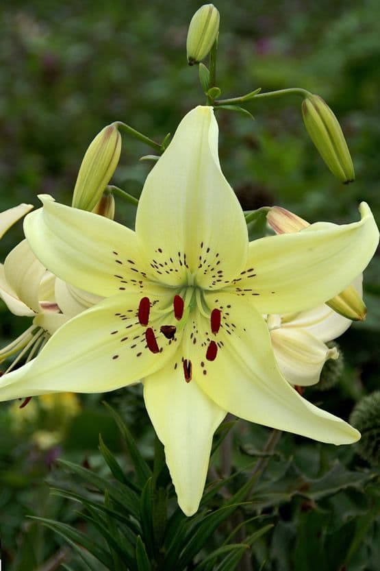 Lilium Sweet Surrender