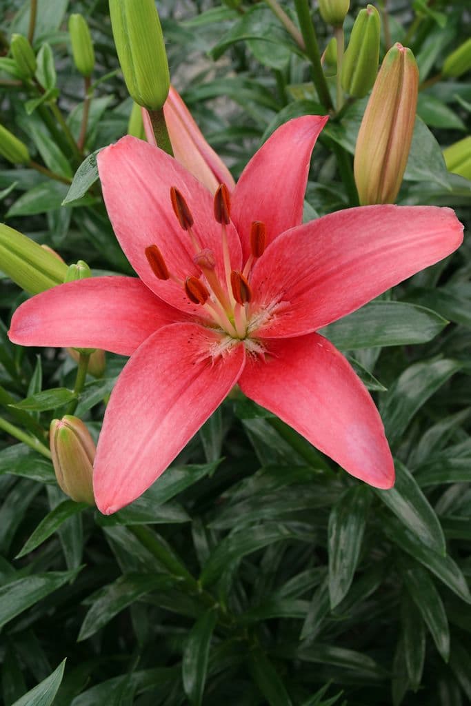 Lilium Sylt