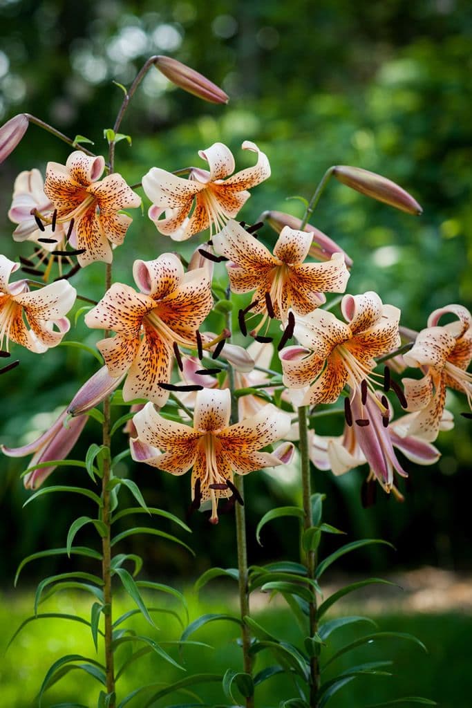 Lilium Tiger Babies