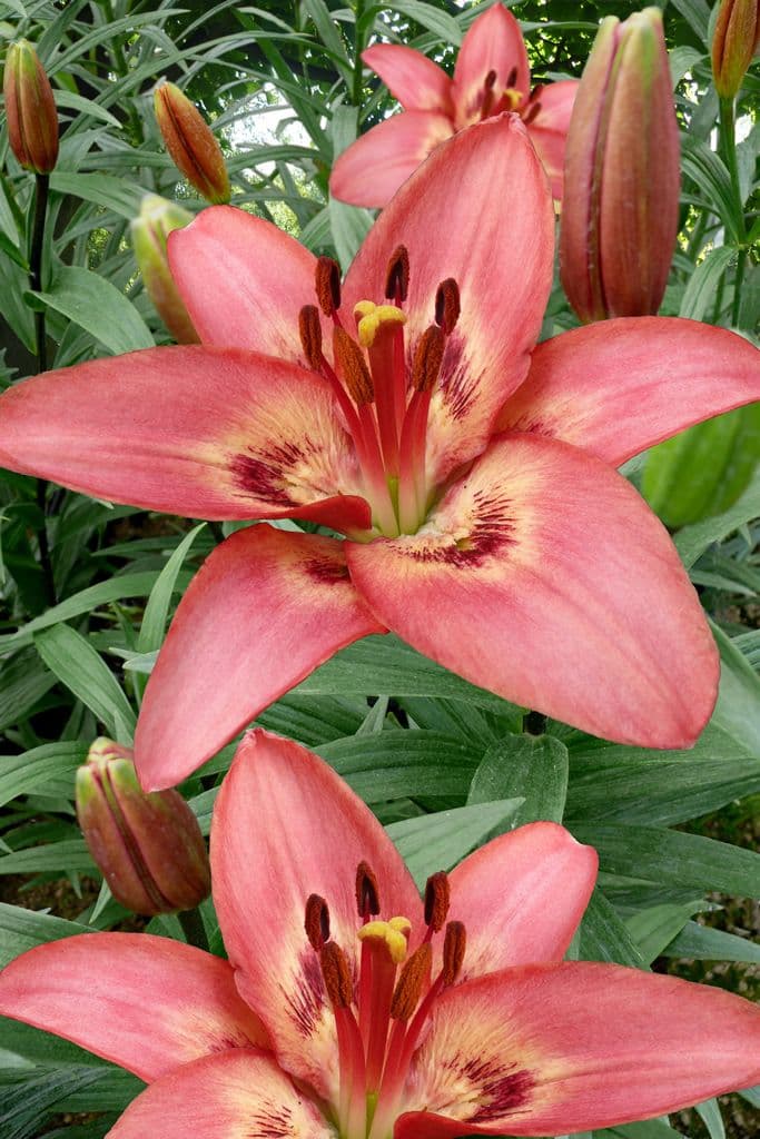 Lilium Tinilco