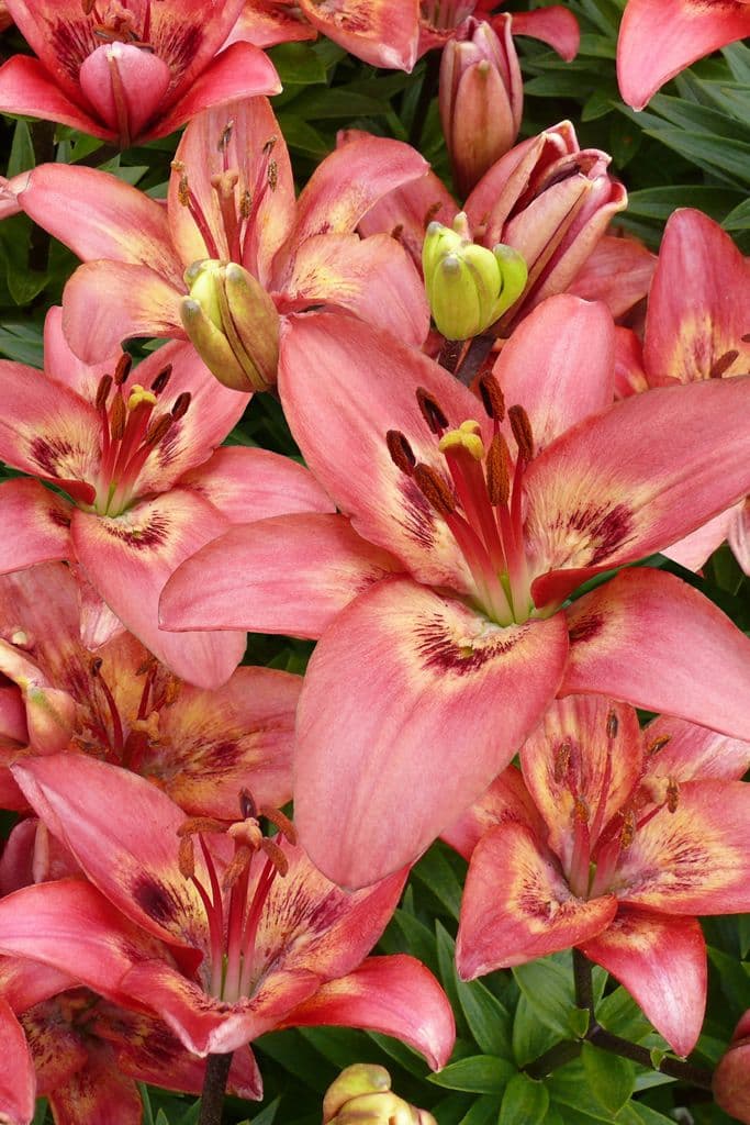 Lilium Tinilco