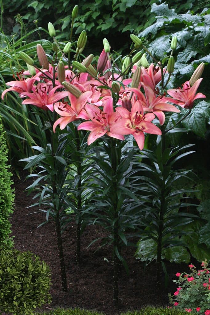 Lilium Tinilco