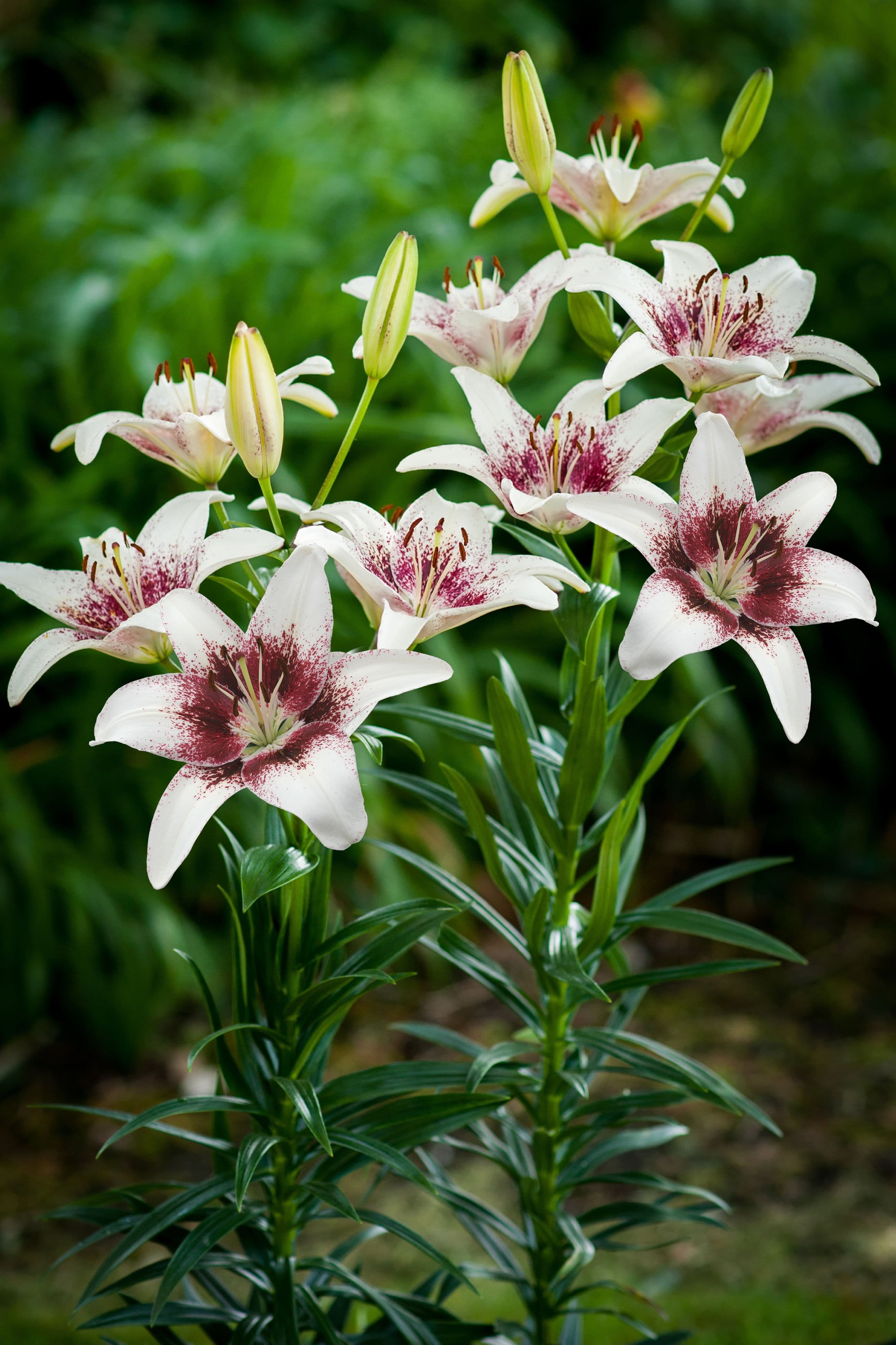 Lilium Tribal Kiss