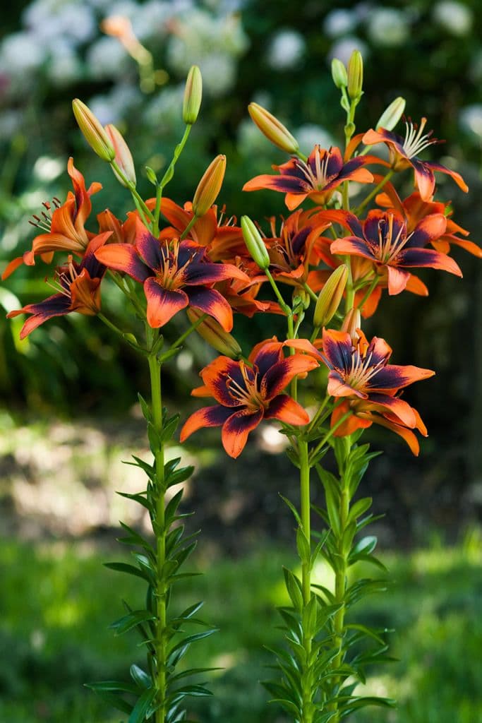 Lilium Twosome