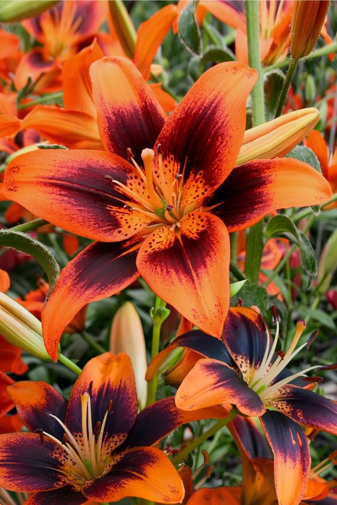 Lilium Twosome