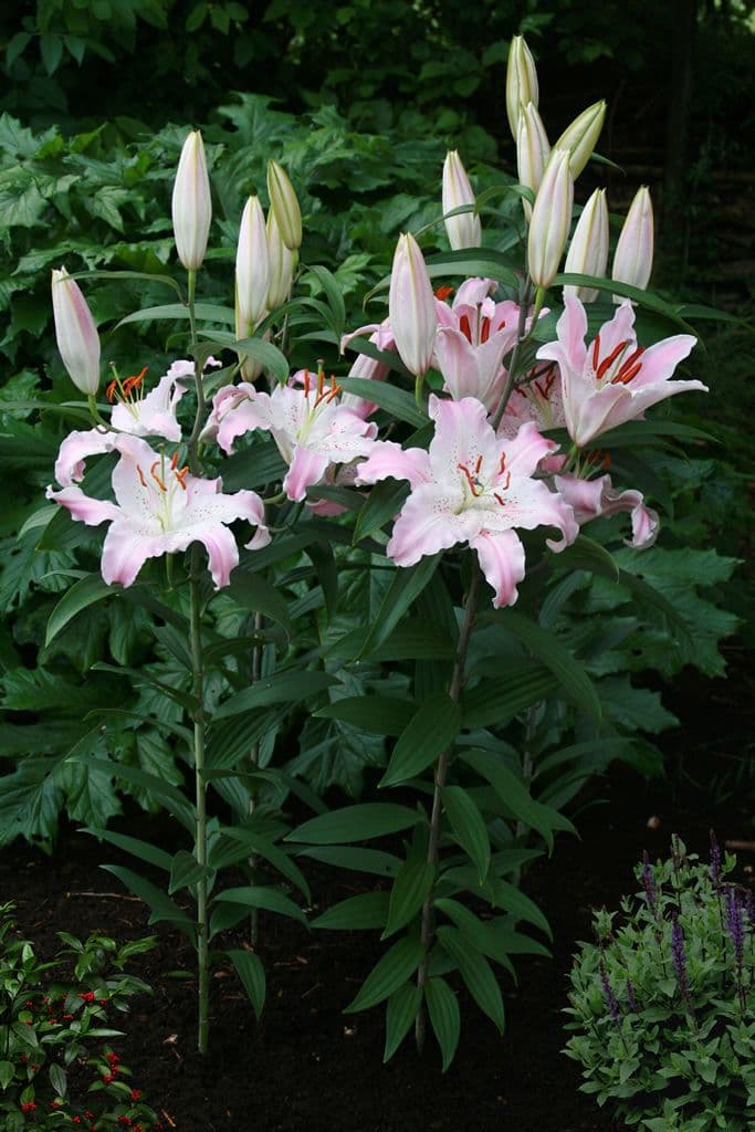 Lilium Virtuoso