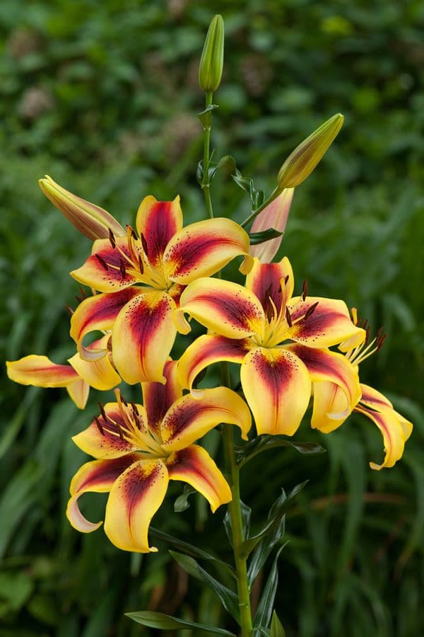 Lilium Viva la Vida