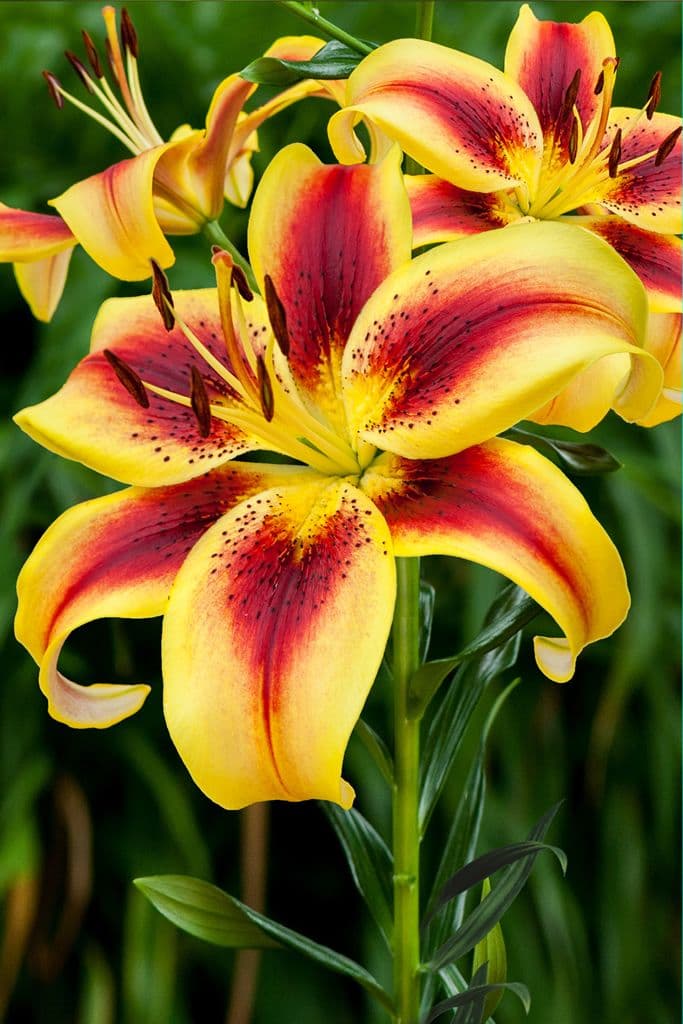 Lilium Viva la Vida