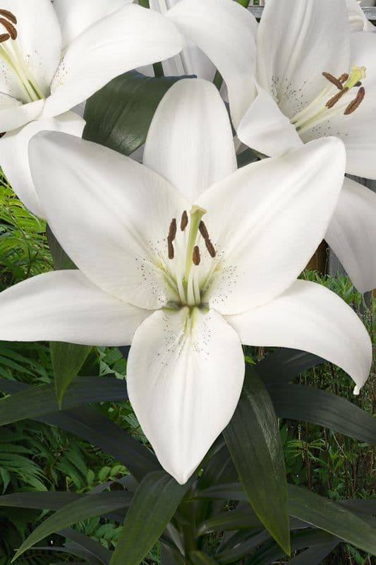Lilium Volvic