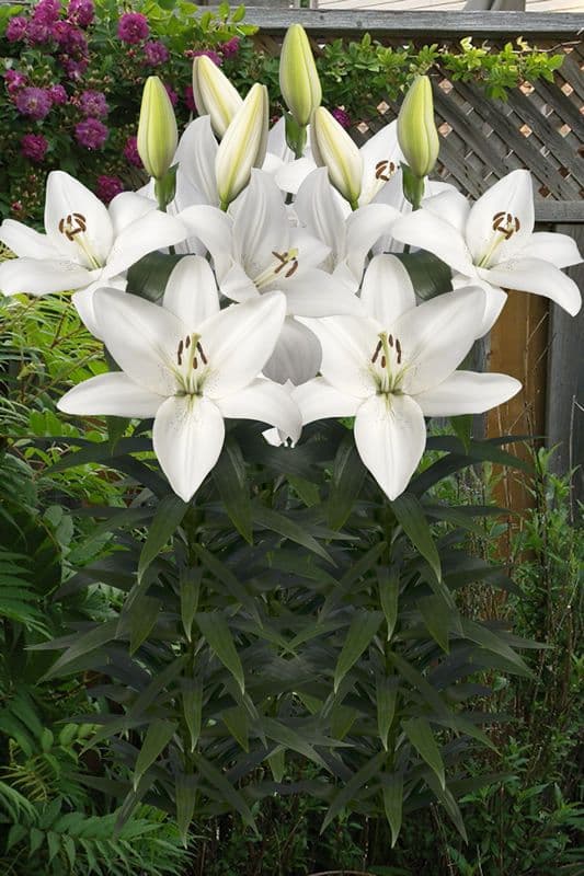 Lilium Volvic