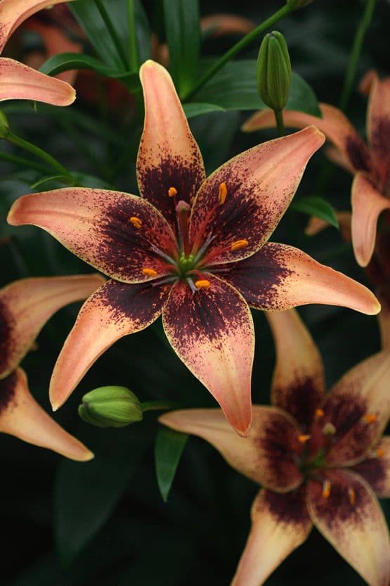 Lilium Whistler
