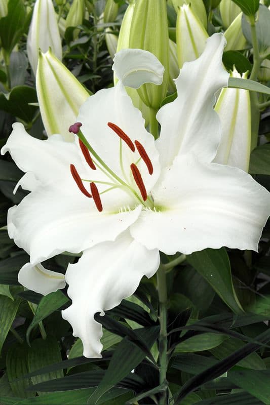 Lilium White Balloons