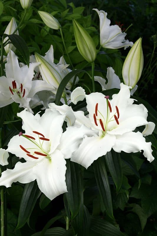 Lilium White Balloons