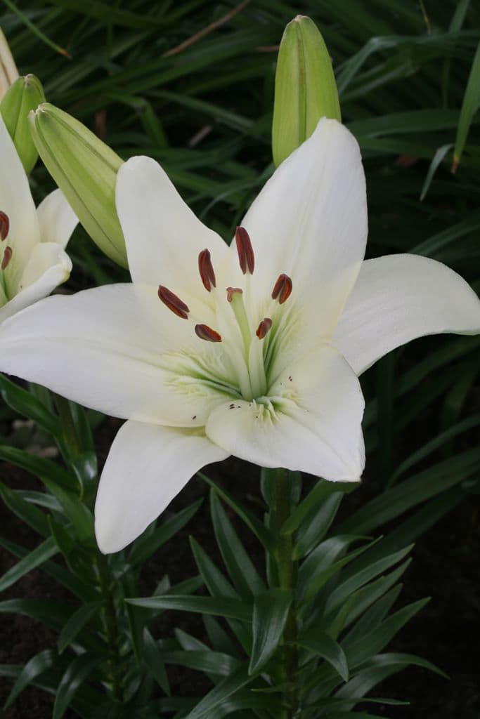 Lilium White County