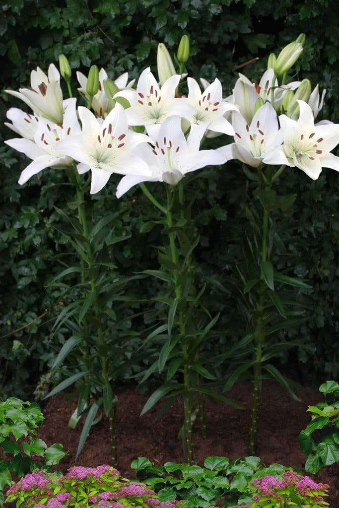 Lilium White County