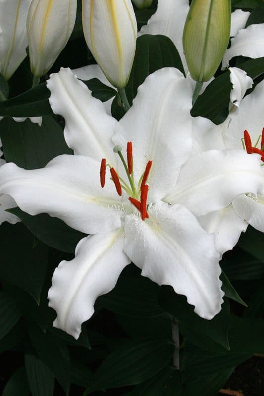 Lilium White Lantern