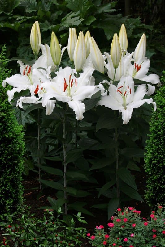 Lilium White Lantern