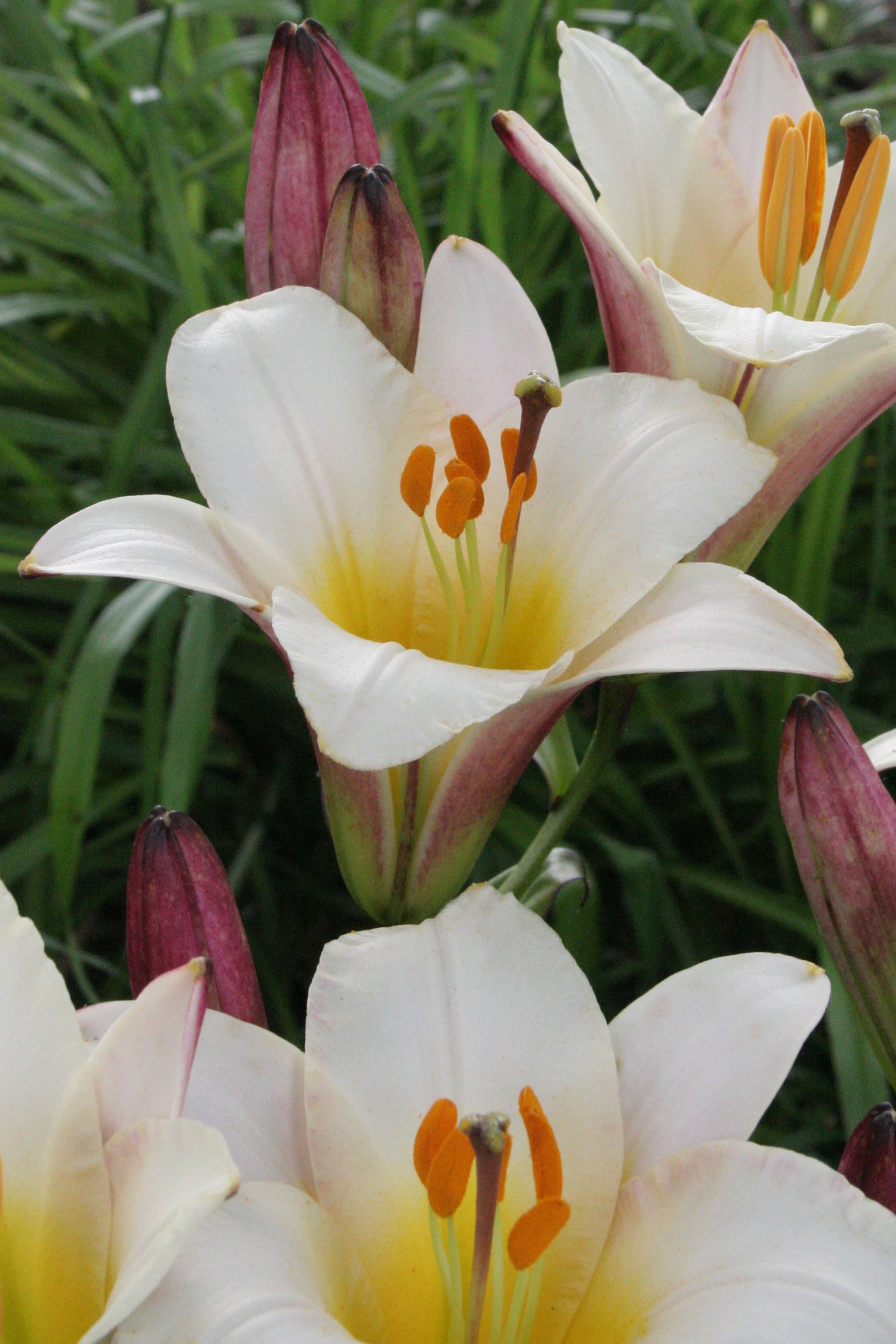 Lilium White Planet