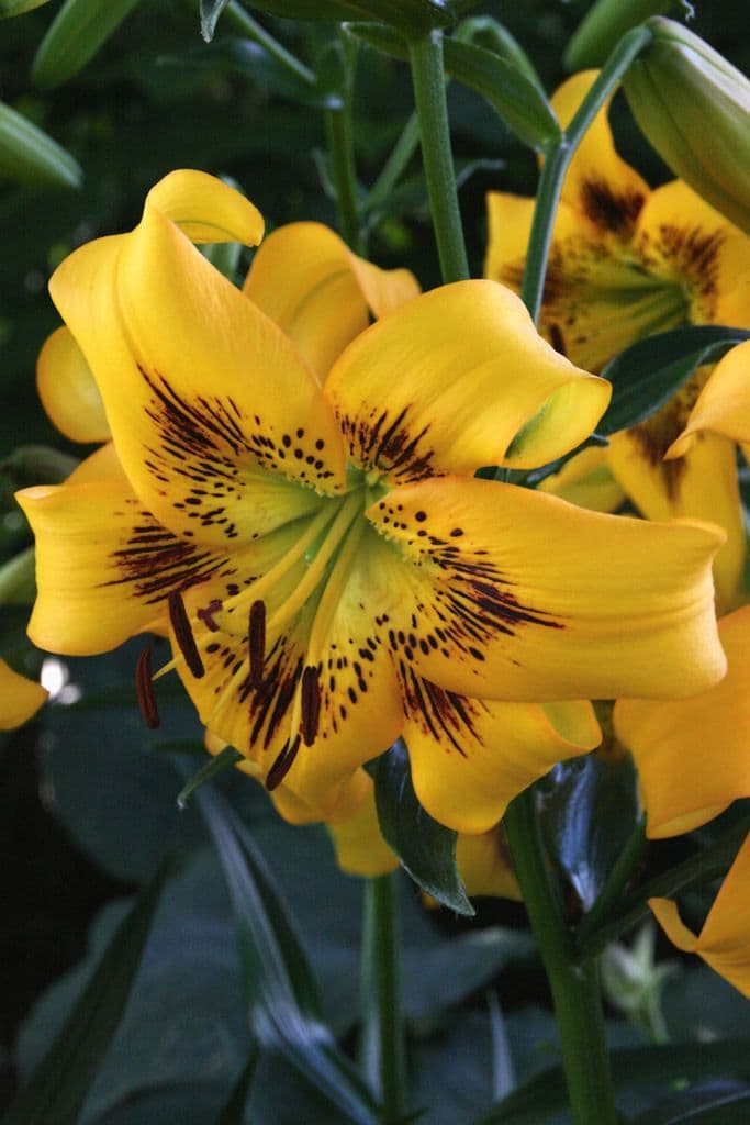 Lilium Yellow Bruse