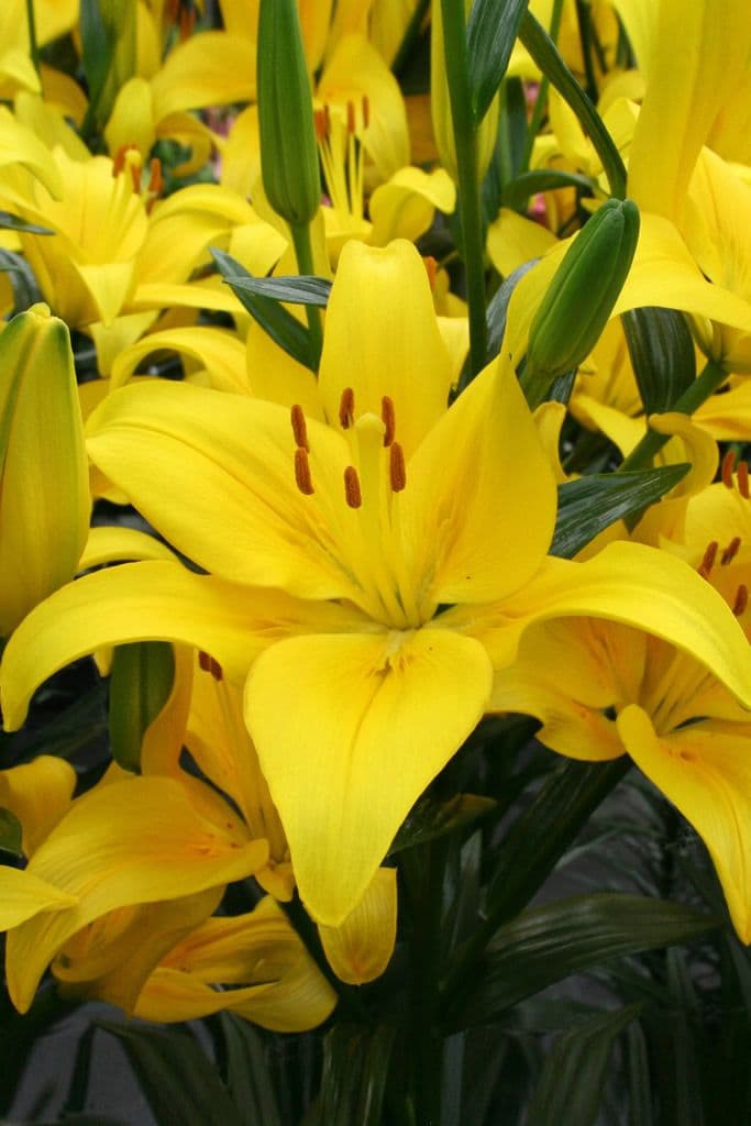 Lilium Yellow County