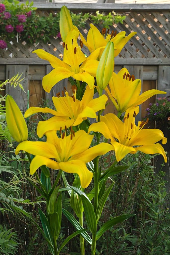 Lilium Yellow County
