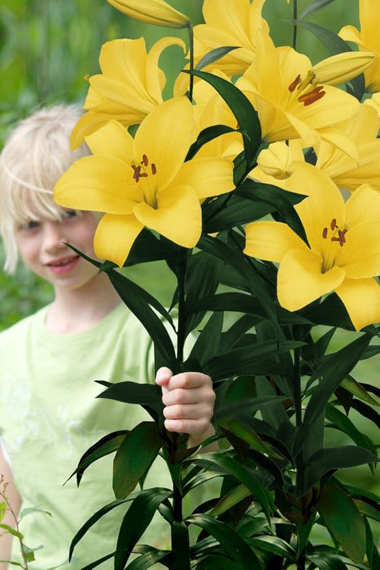 Lilium Yellow Planet