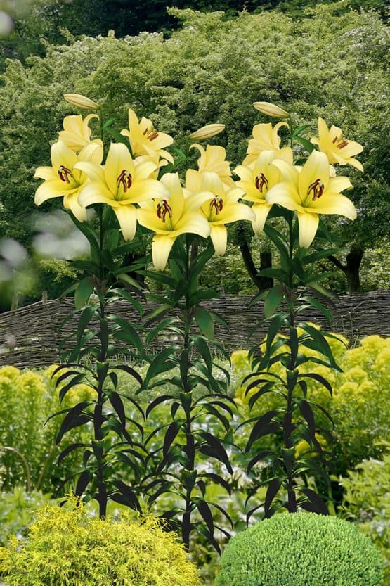 Lilium Yellow Planet