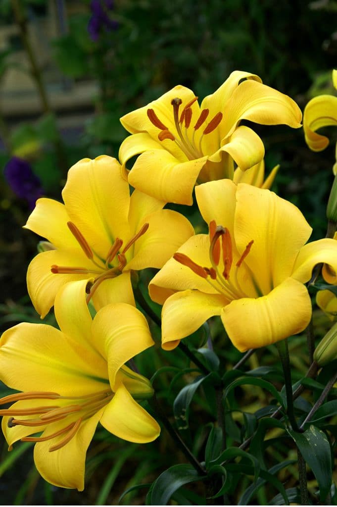 Lilium Yellow Planet