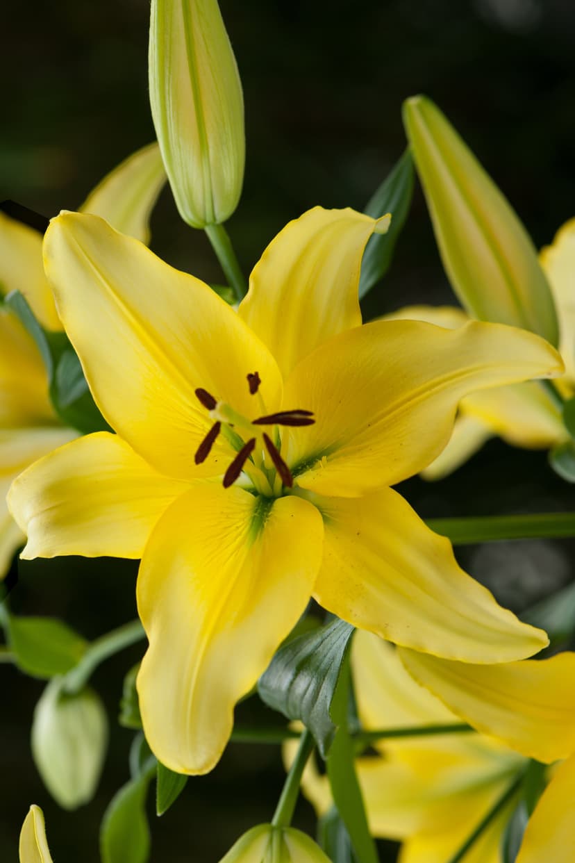 Lilium Yellow Power