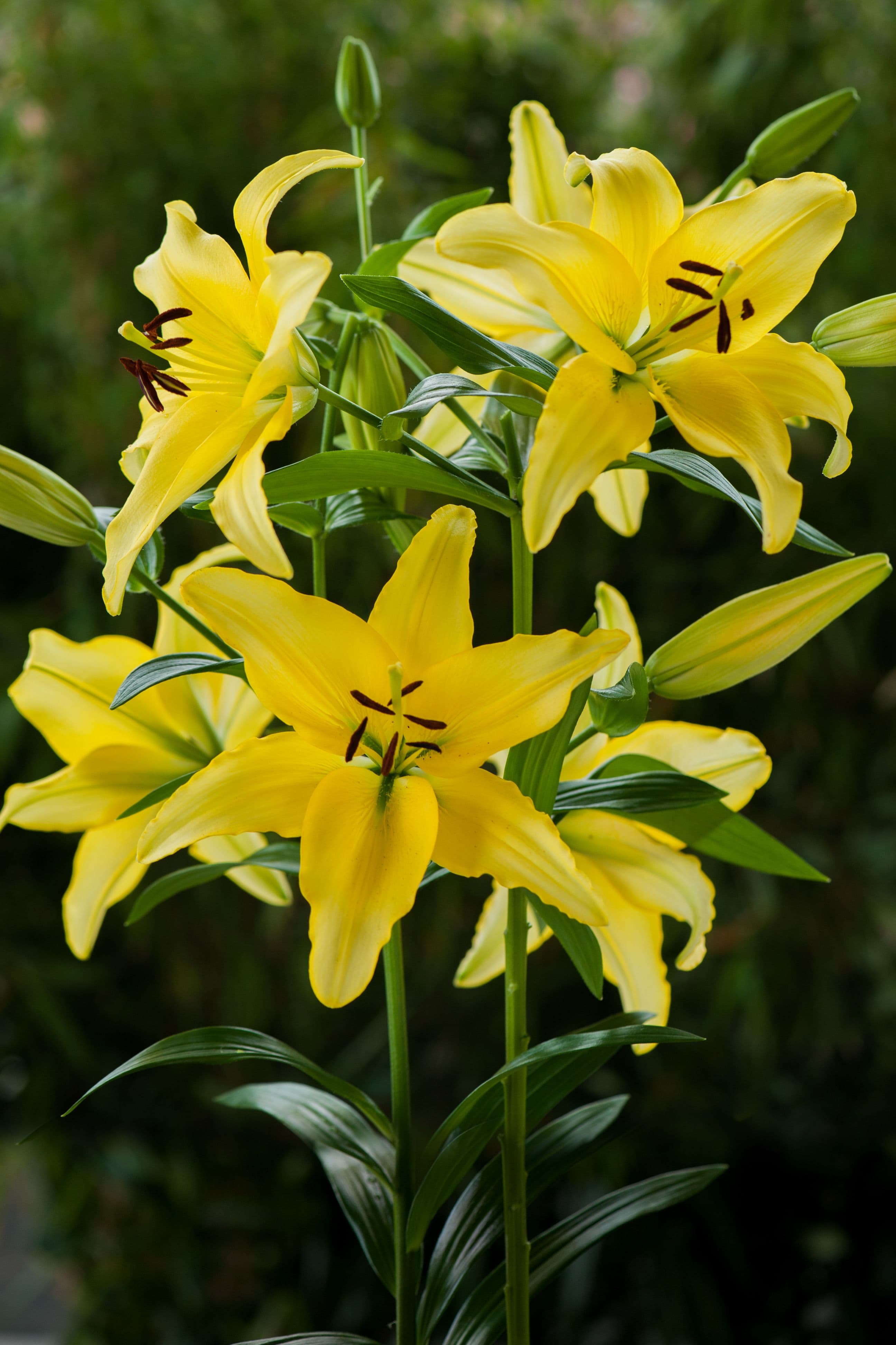 Lilium Yellow Power