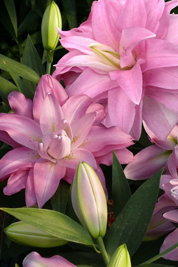 Lilium Lotus Breeze
