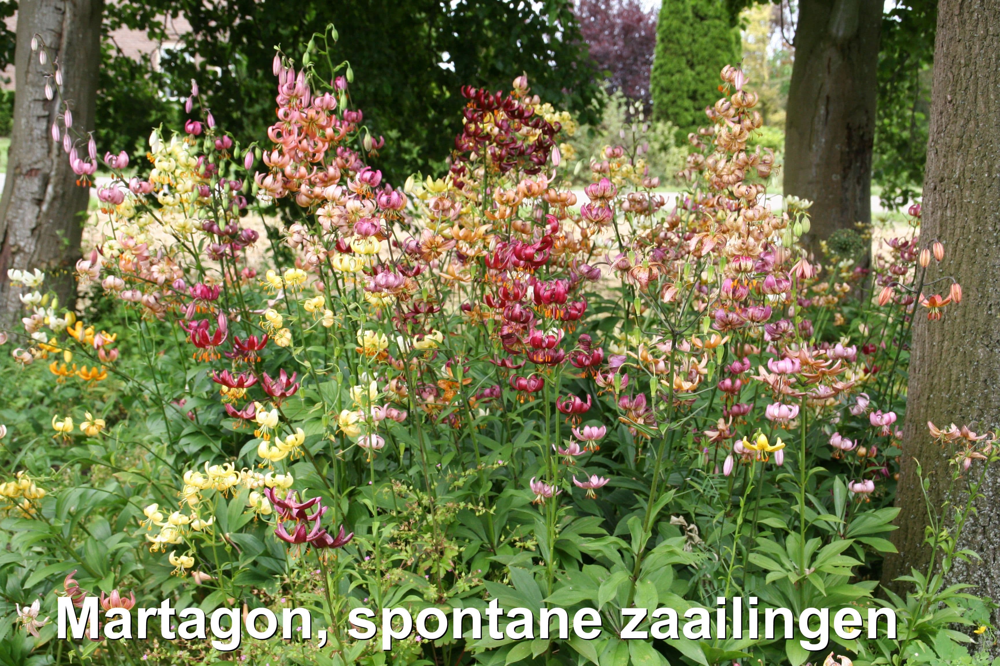 Martagon bloemproductie