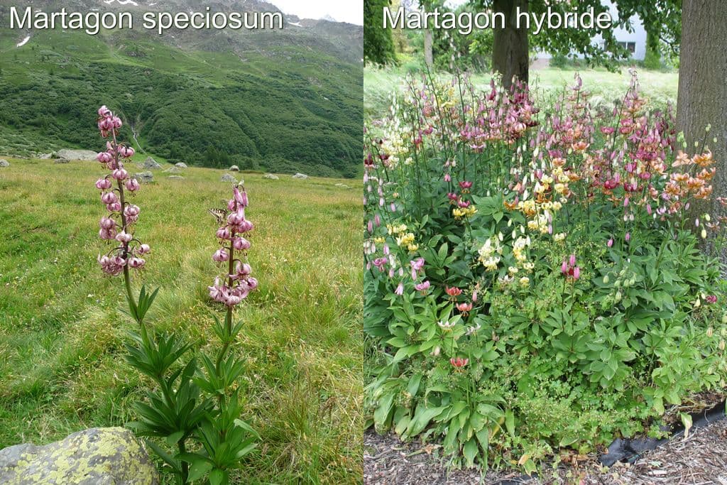 Martagon bloemproductie