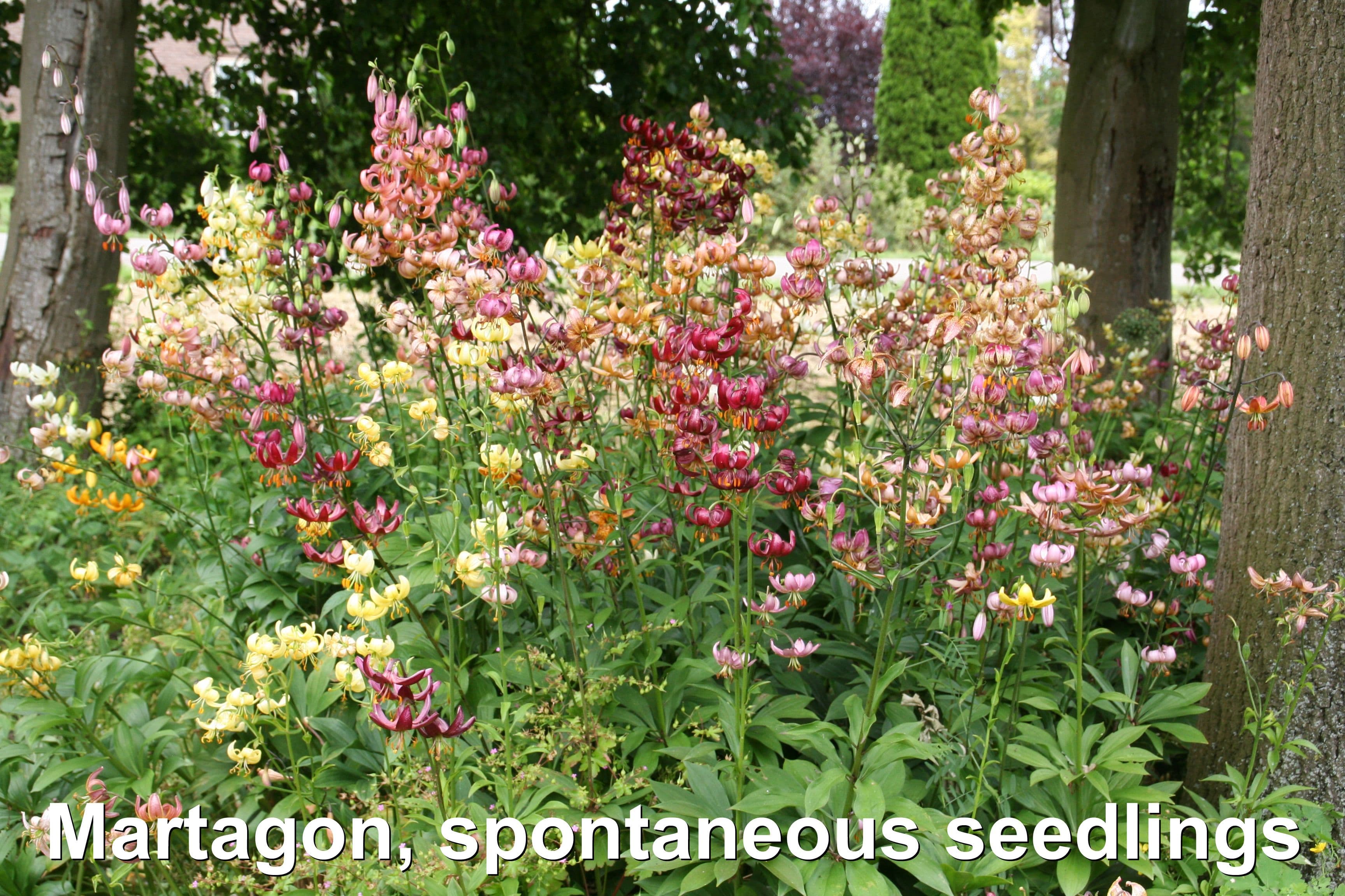 Martagon bloemproductie