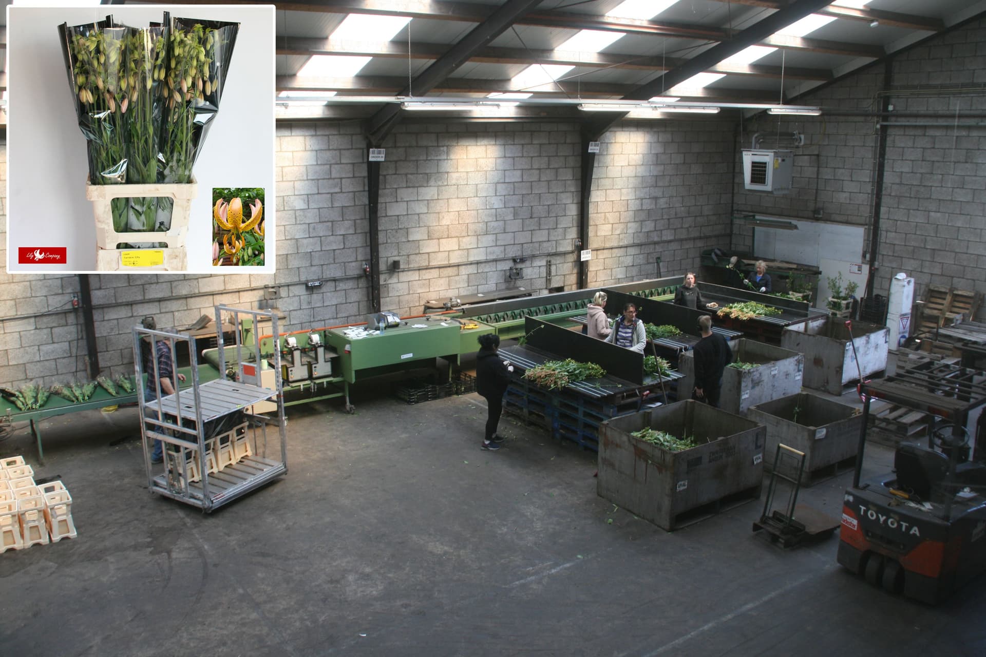 Martagon bloemproductie