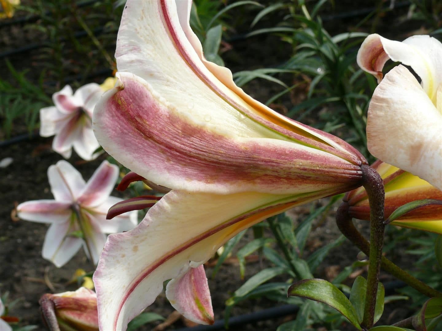 Lilium Miss Peculiar