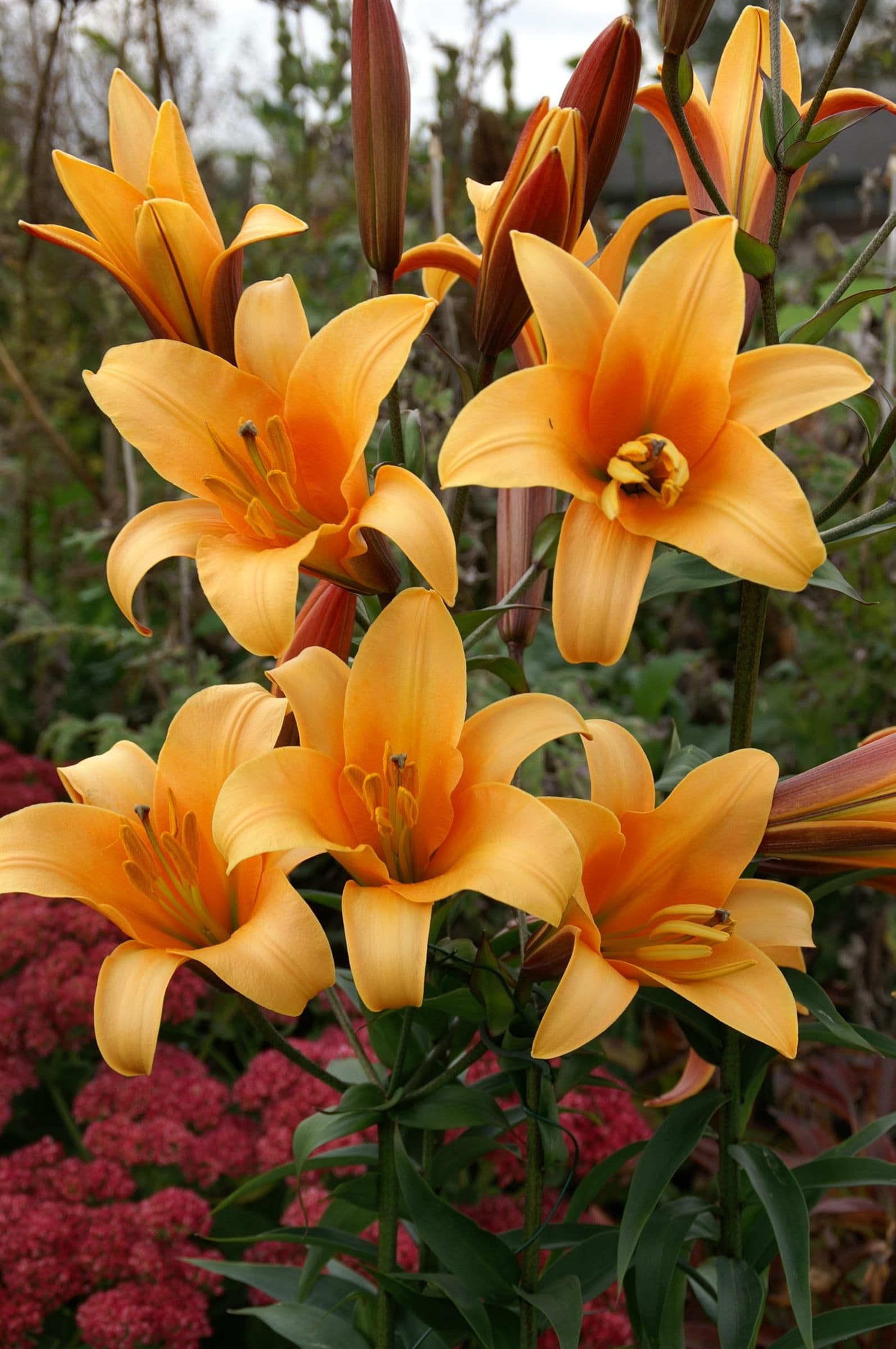 Lilium Orange Planet