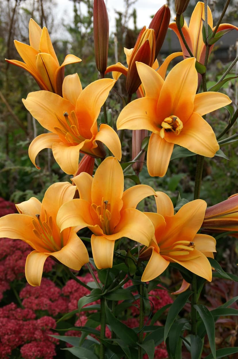 Lilium Orange Planet