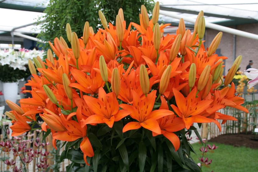 Lilium Orange Ton