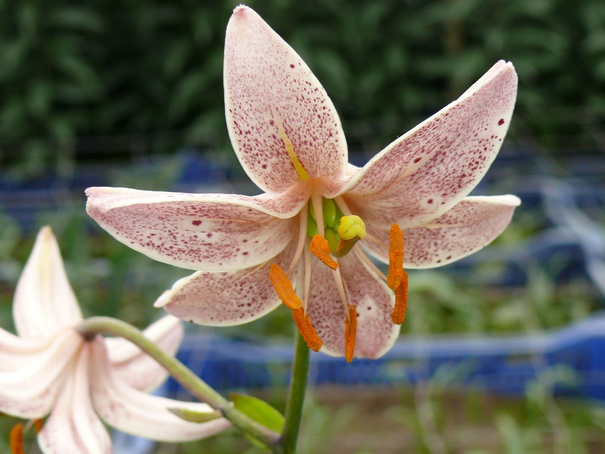 Lilium Pink Morning