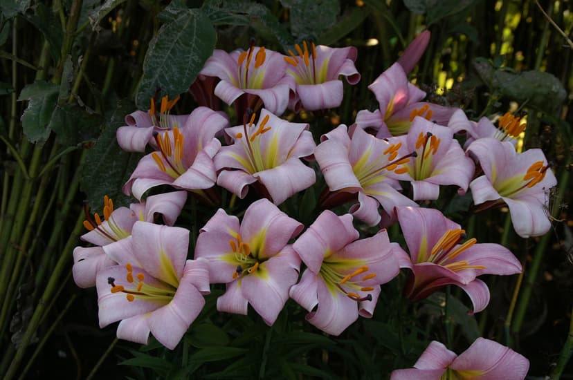 Lilium Pink Planet