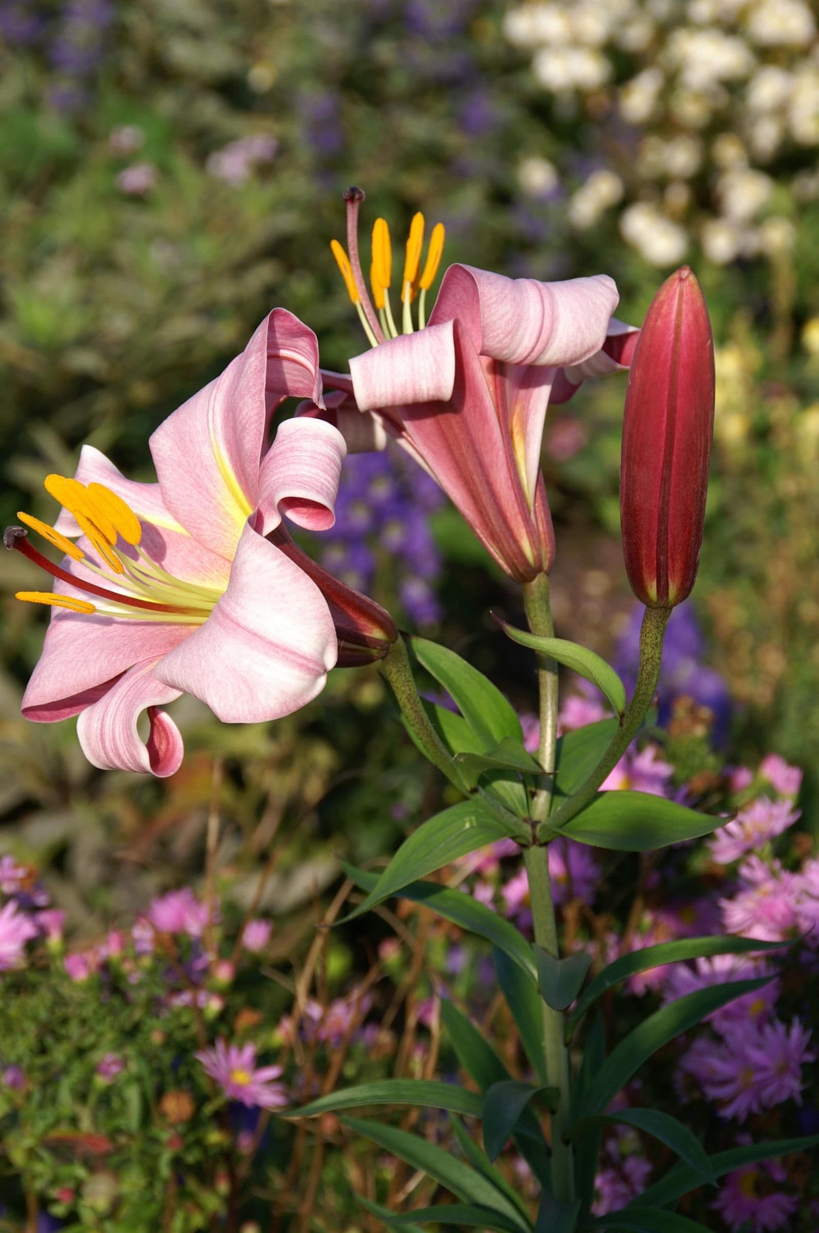 Lilium Pink Planet