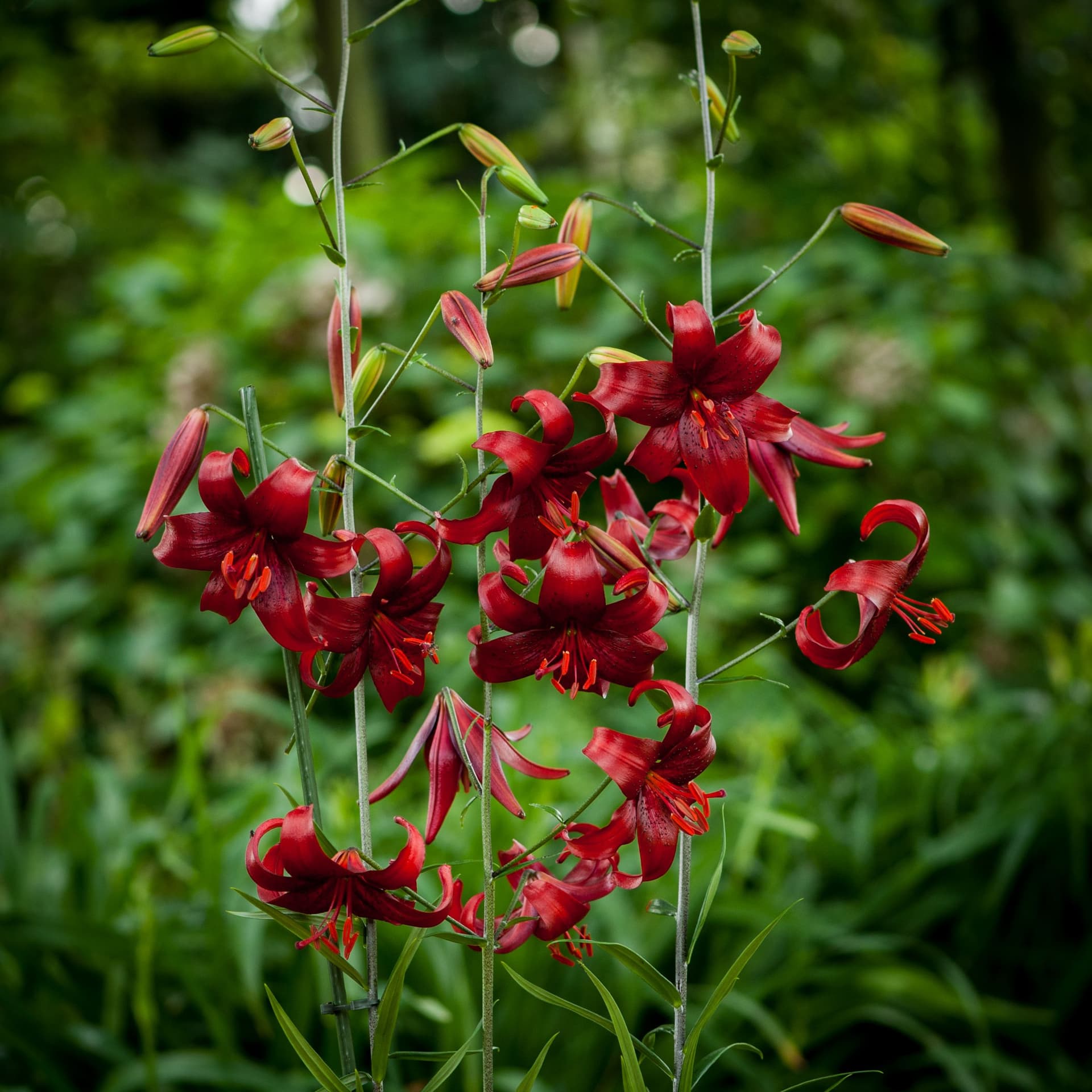 Lilium Red Velvet
