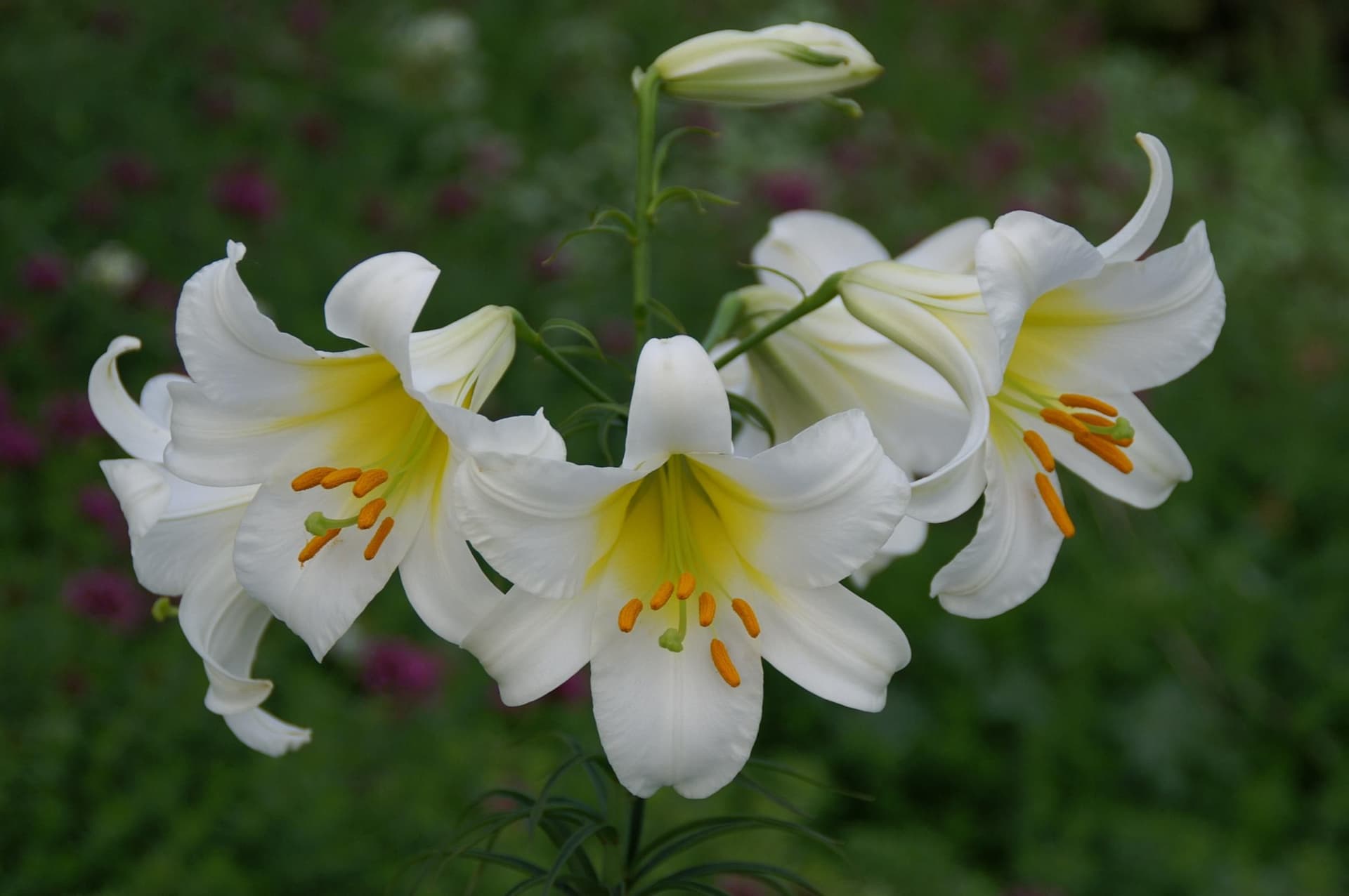 Lilium Regale Album
