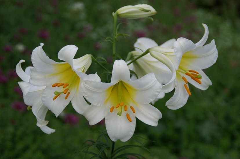 Lilium Regale Album