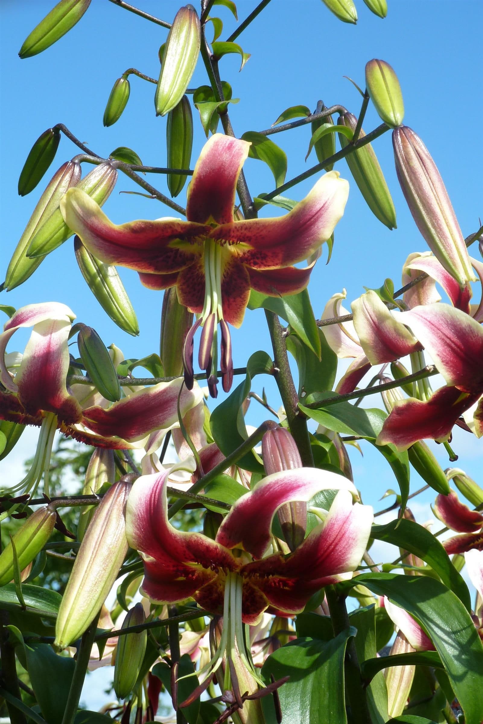 Lilium Scheherazade