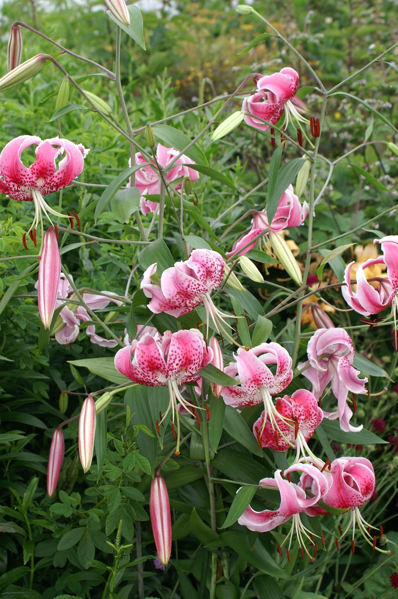 Lilium Speciosum Var Rubrum Uchida