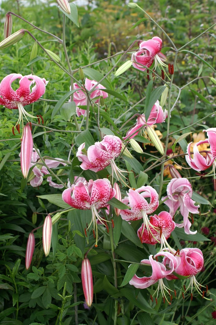 Lilium Speciosum Var Rubrum Uchida