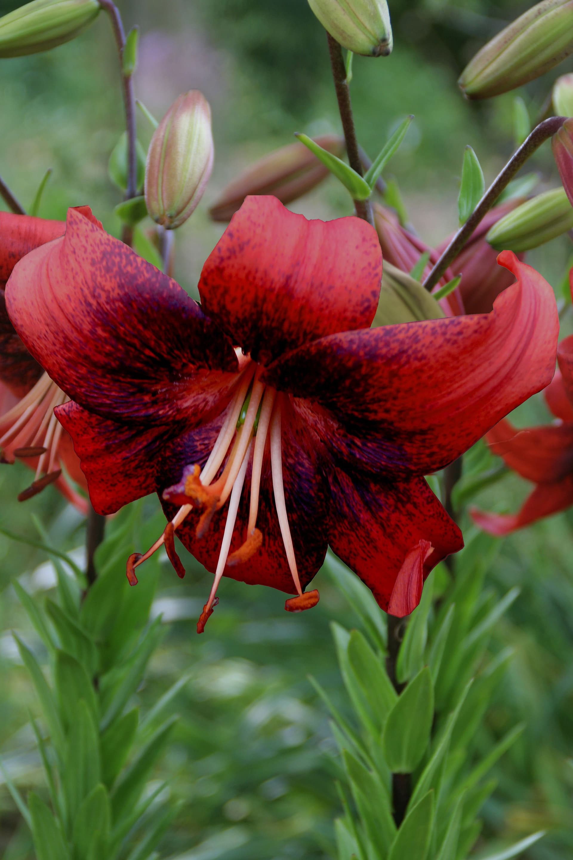 Lilium Strawberry Event